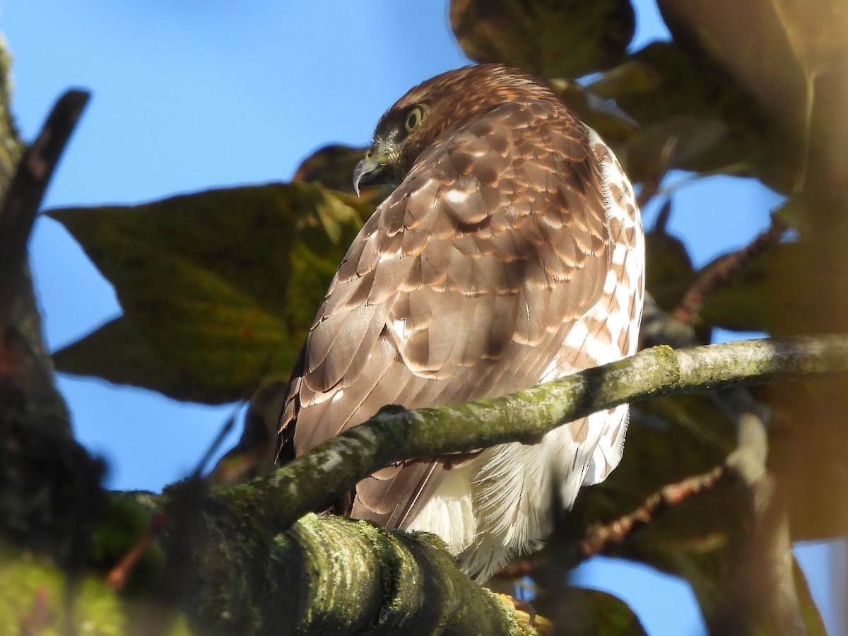 Cooper's Hawk - ML624243476