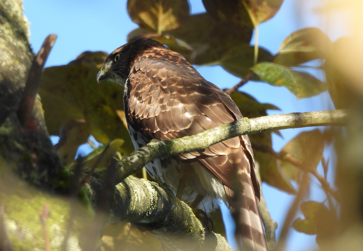 Cooper's Hawk - ML624243477