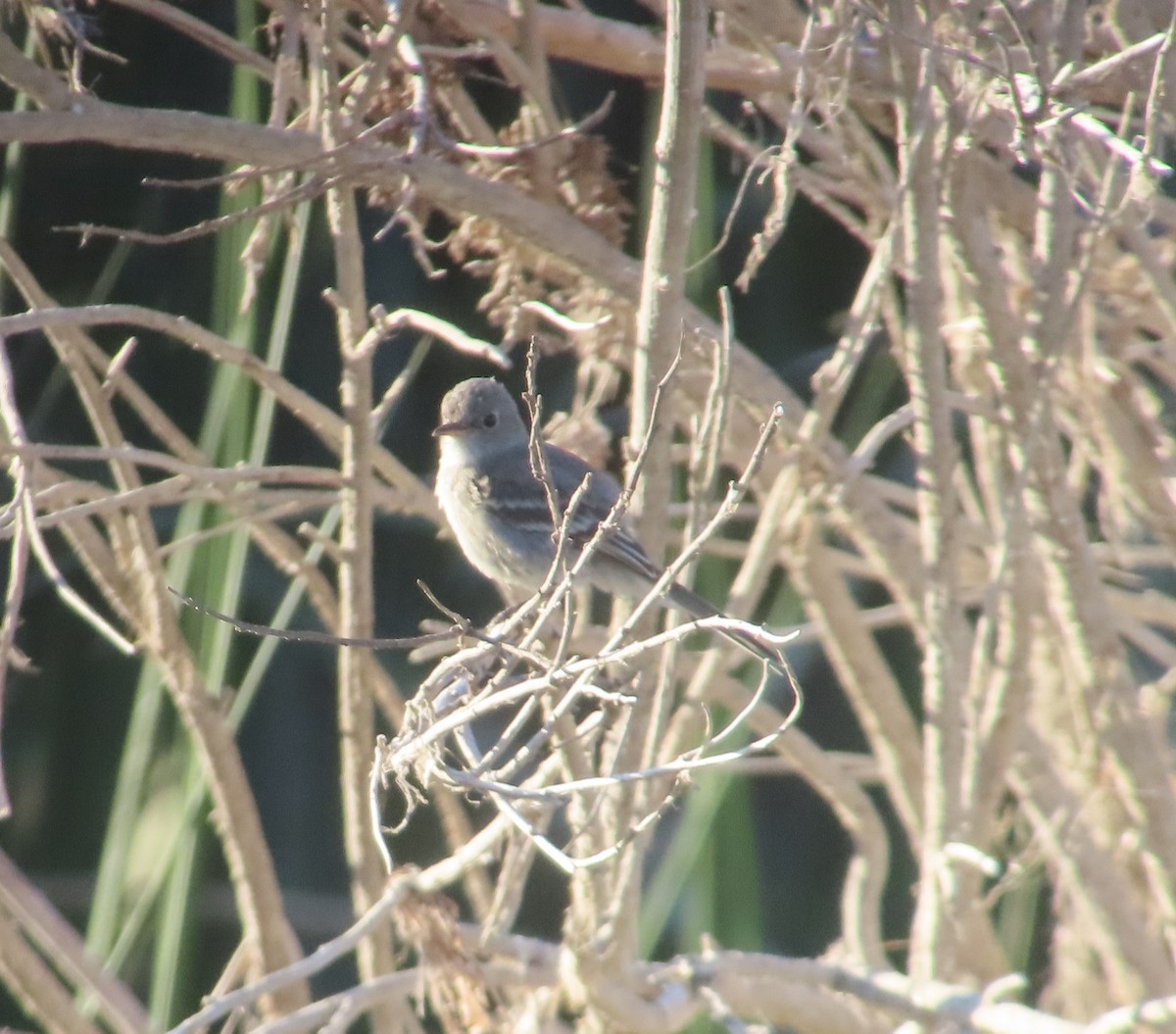 Gray Flycatcher - ML624243481