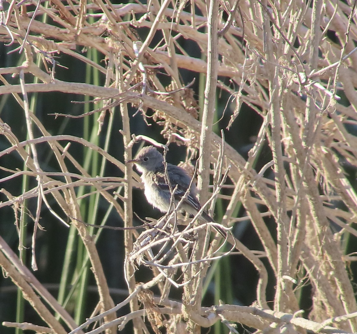 Gray Flycatcher - ML624243484