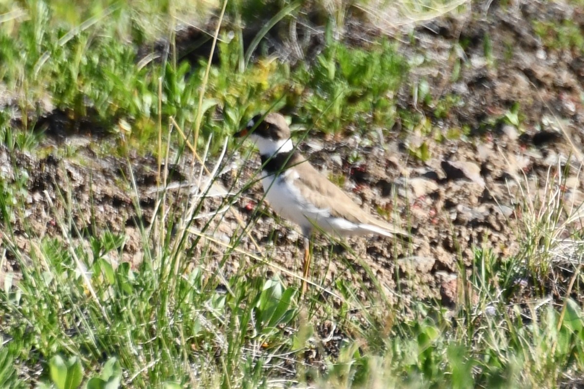 Semipalmated Plover - ML624243492