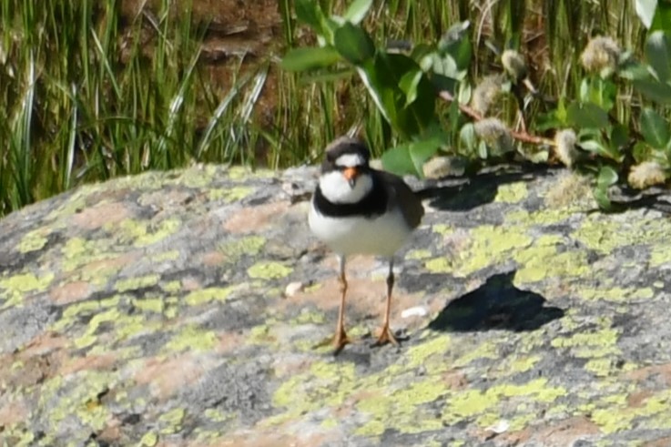 Semipalmated Plover - ML624243493