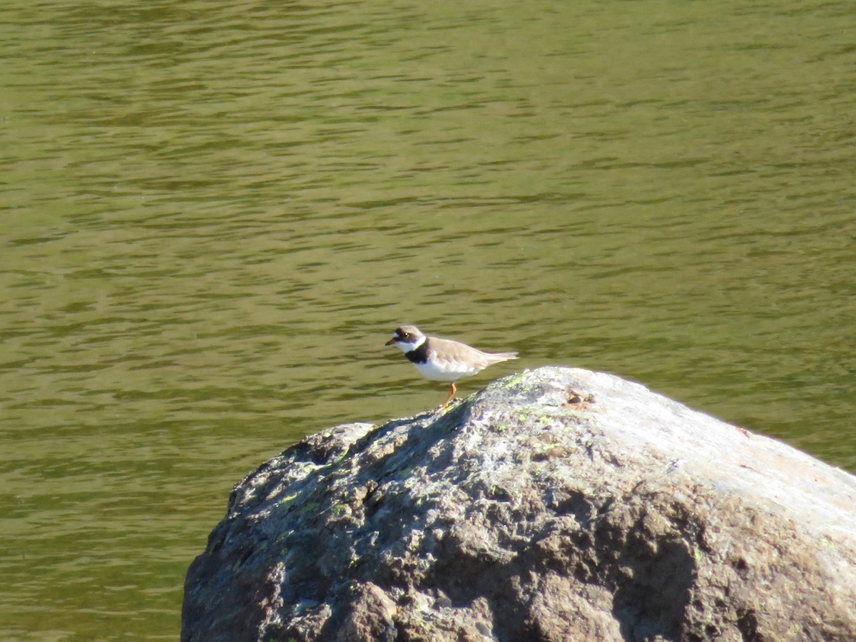 Semipalmated Plover - ML624243494