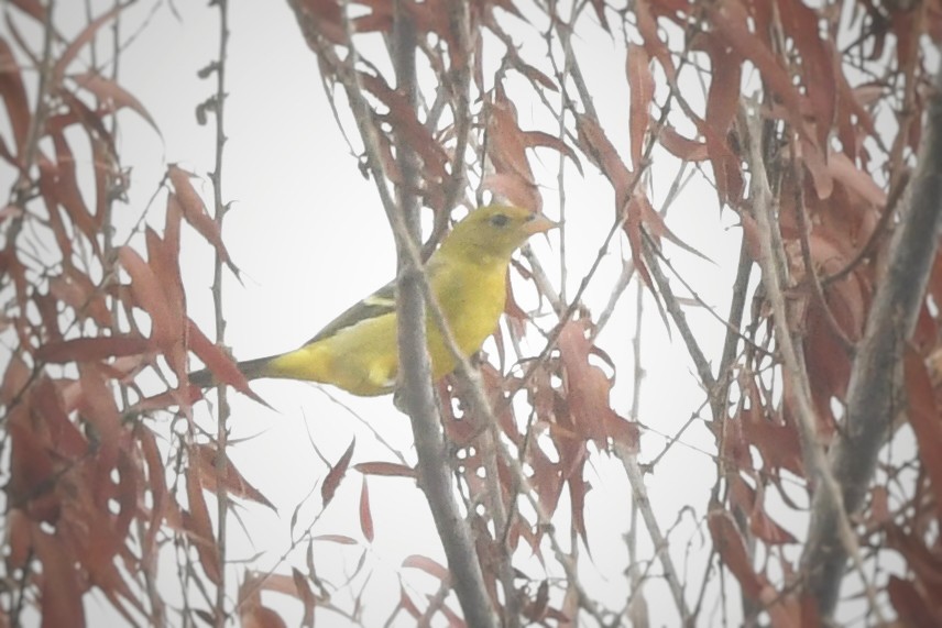 Western Tanager - ML624243505