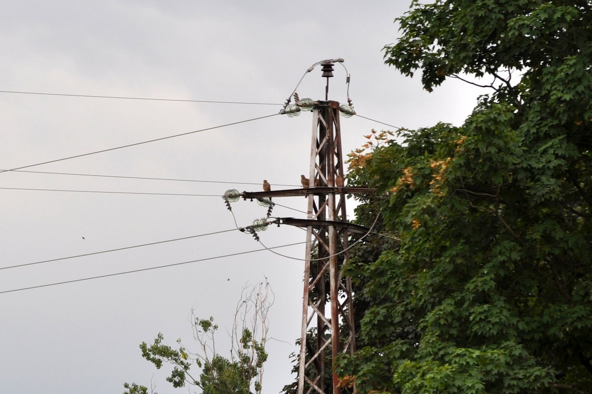 Начин шонхор - ML62424351