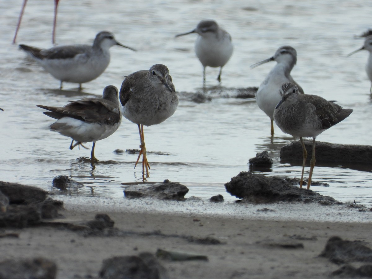 Wilson's Phalarope - ML624243515