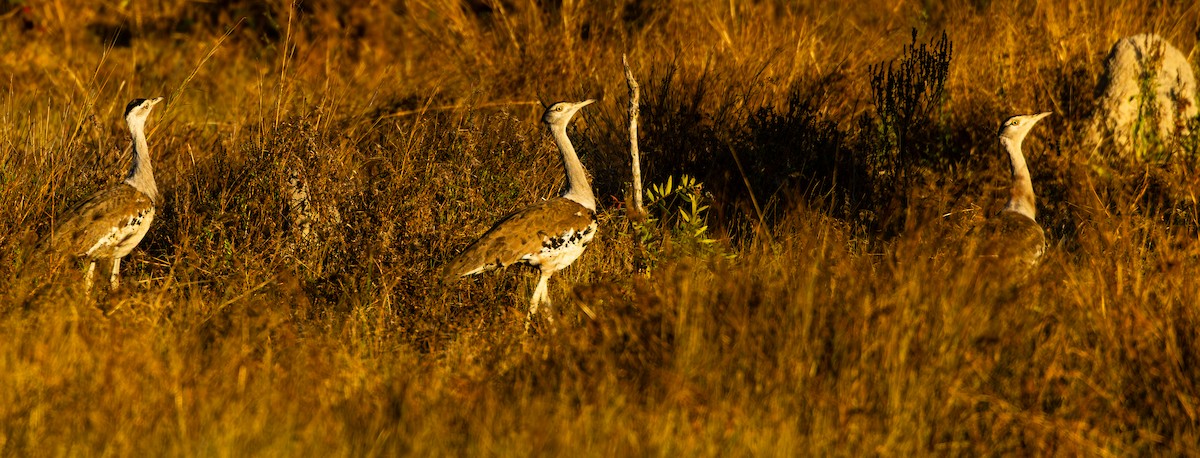 Australian Bustard - Richard Arculus