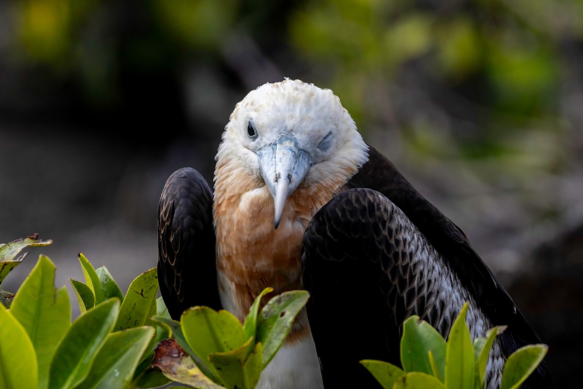 Great Frigatebird - ML624243522