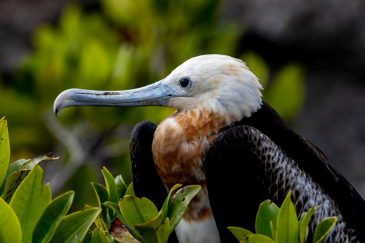 Great Frigatebird - Fred Hochstaedter