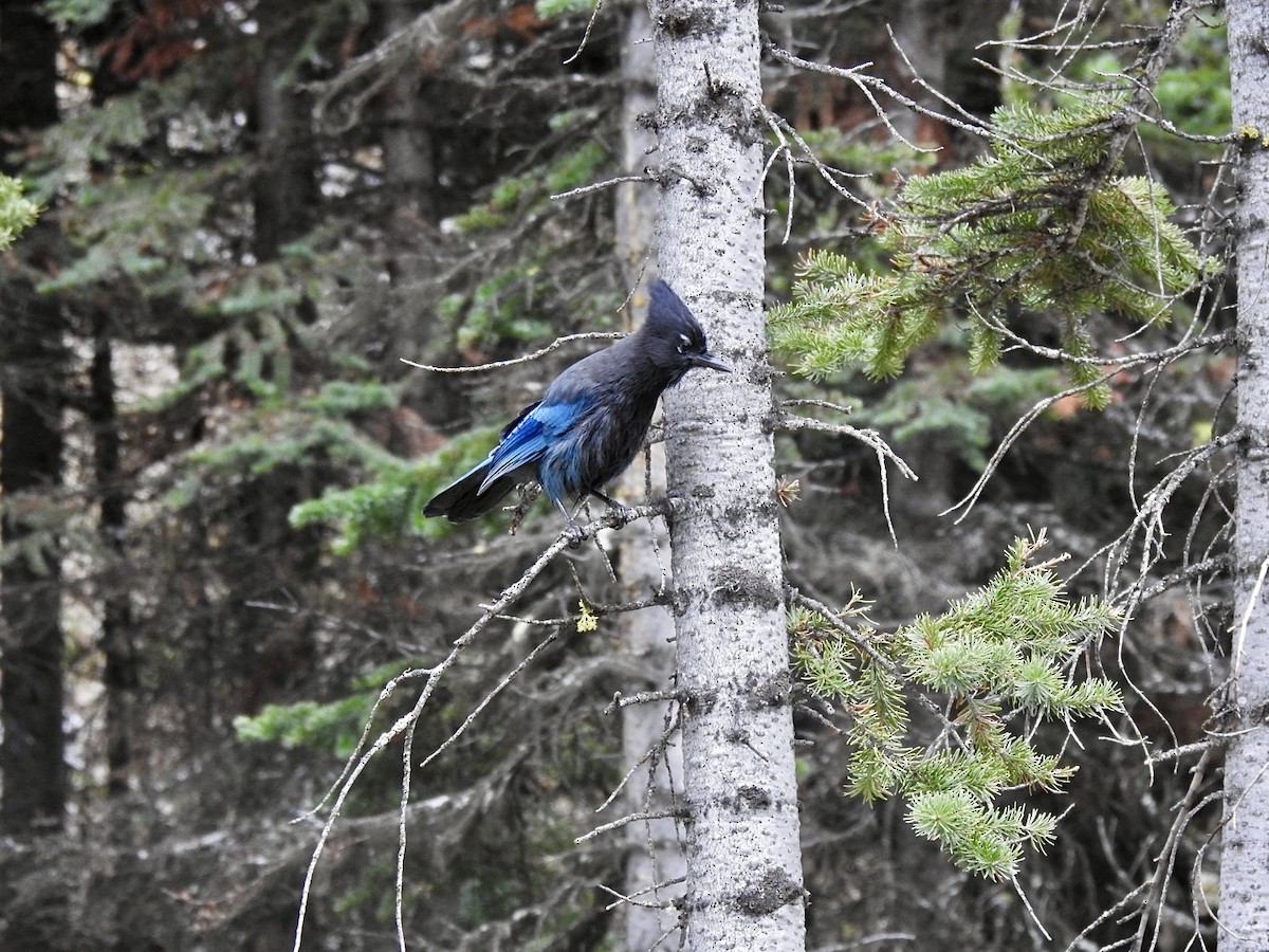 Steller's Jay (Northwest Interior) - ML624243524