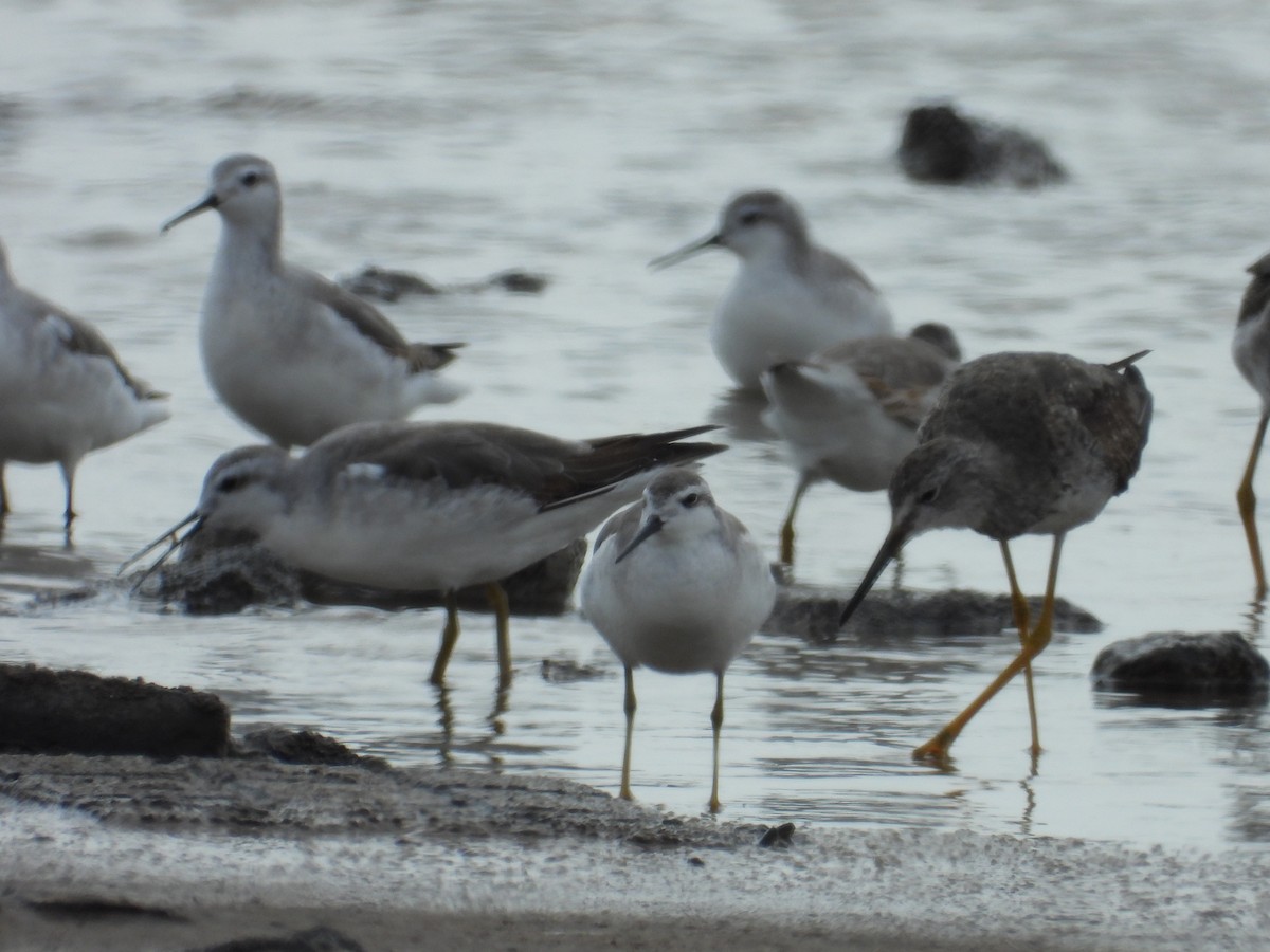 Wilson's Phalarope - ML624243526