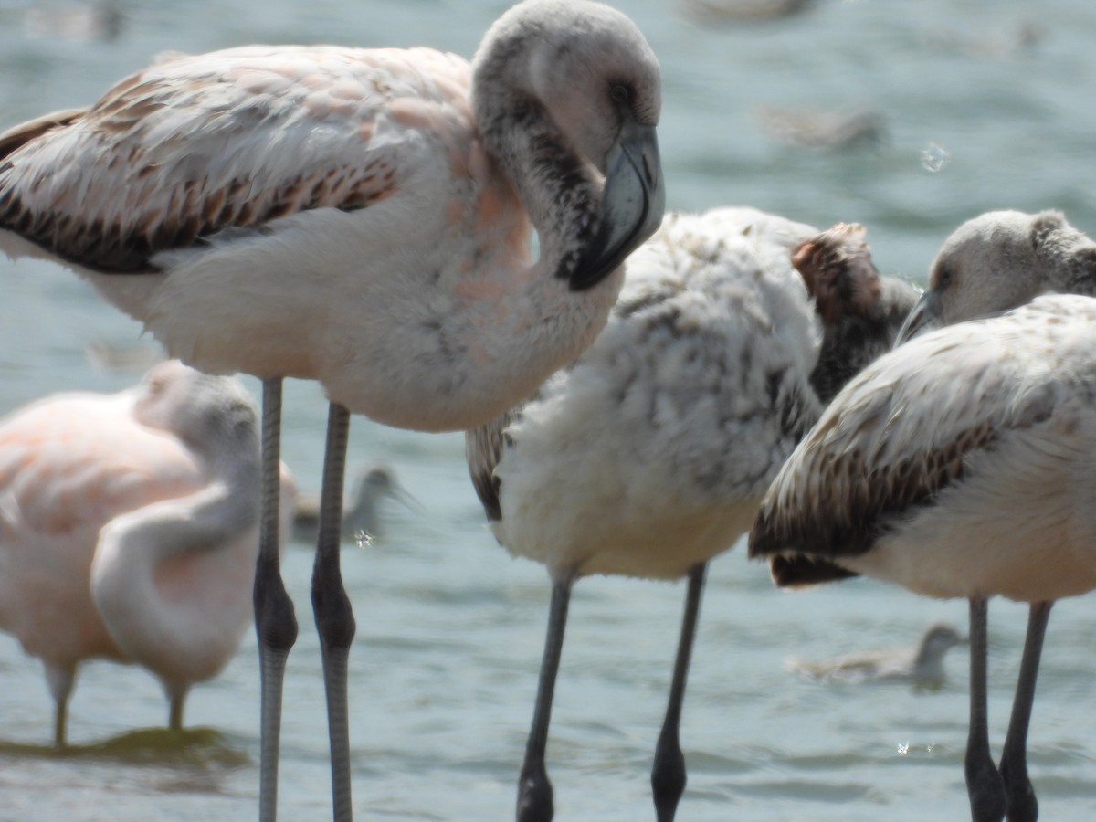 Chilean Flamingo - ML624243539