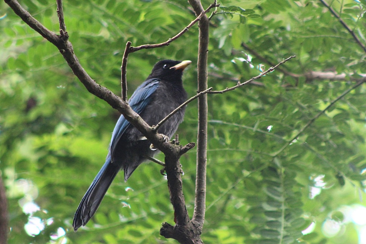 Bushy-crested Jay - ML624243546