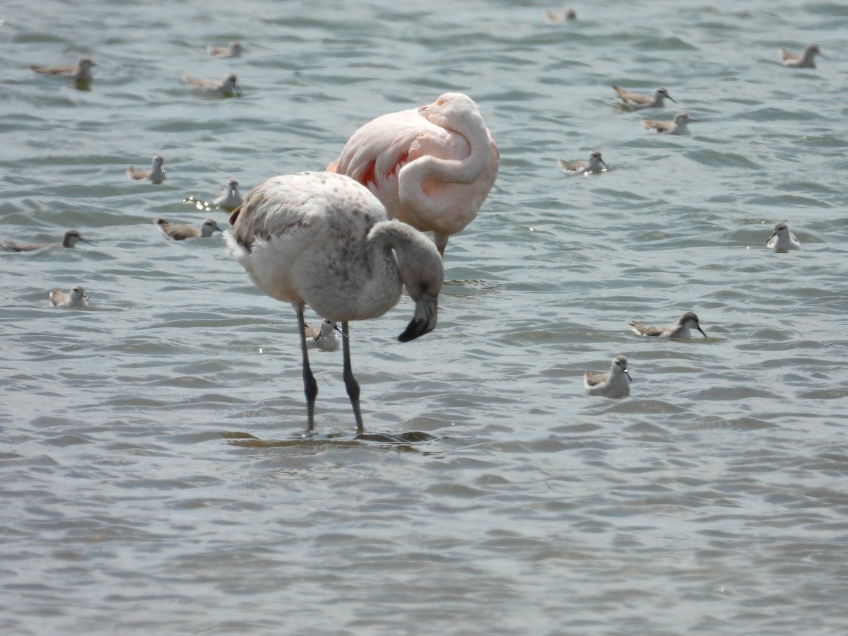 Chilean Flamingo - ML624243556