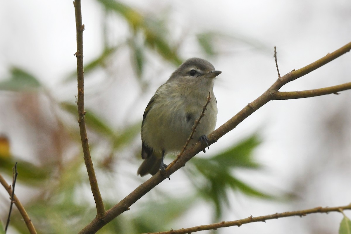 Warbling Vireo - ML624243557