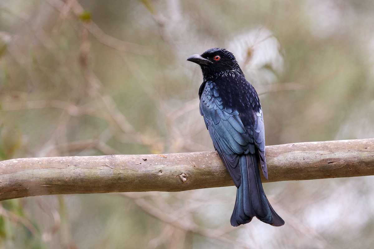 Spangled Drongo - Ged Tranter