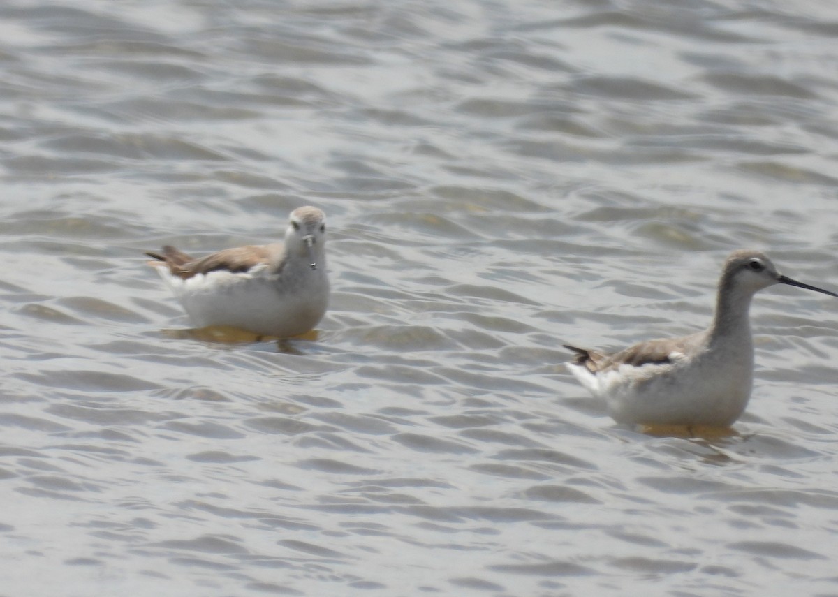 Wilson's Phalarope - ML624243572