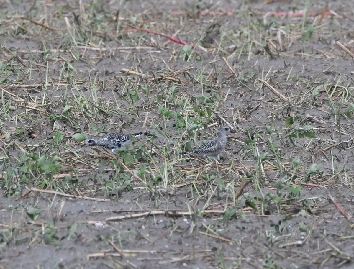 Black-bellied Plover - ML624243576