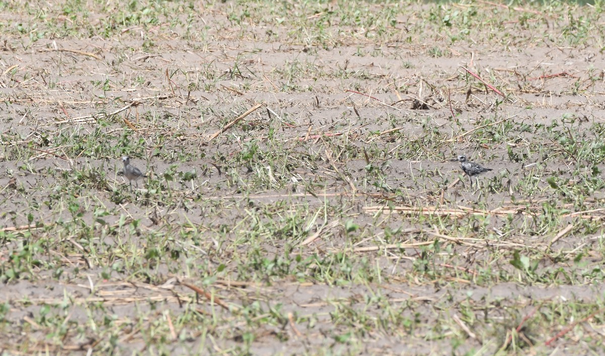 Black-bellied Plover - ML624243581