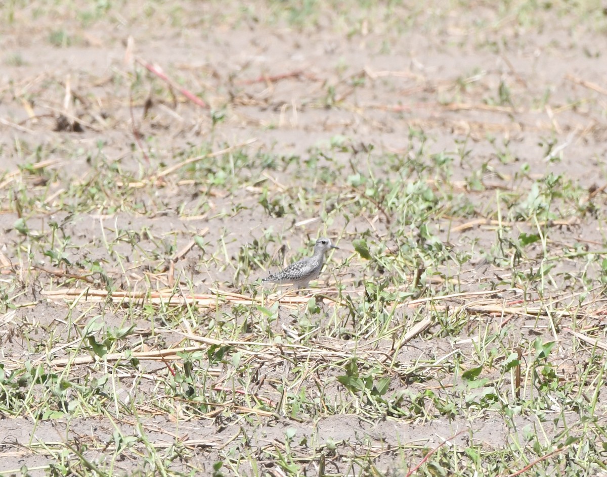 Black-bellied Plover - ML624243583