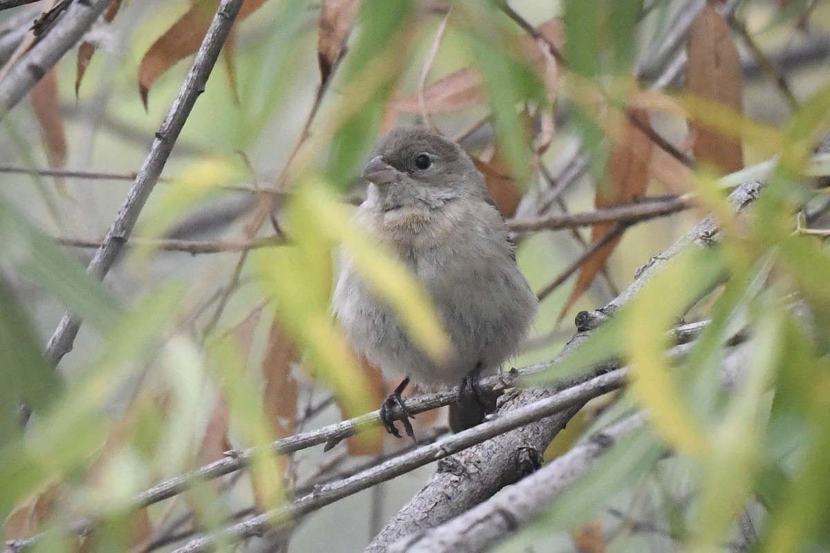 Lazuli Bunting - ML624243586