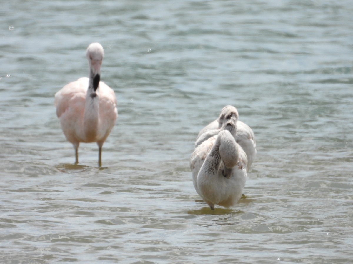 Chilean Flamingo - ML624243591