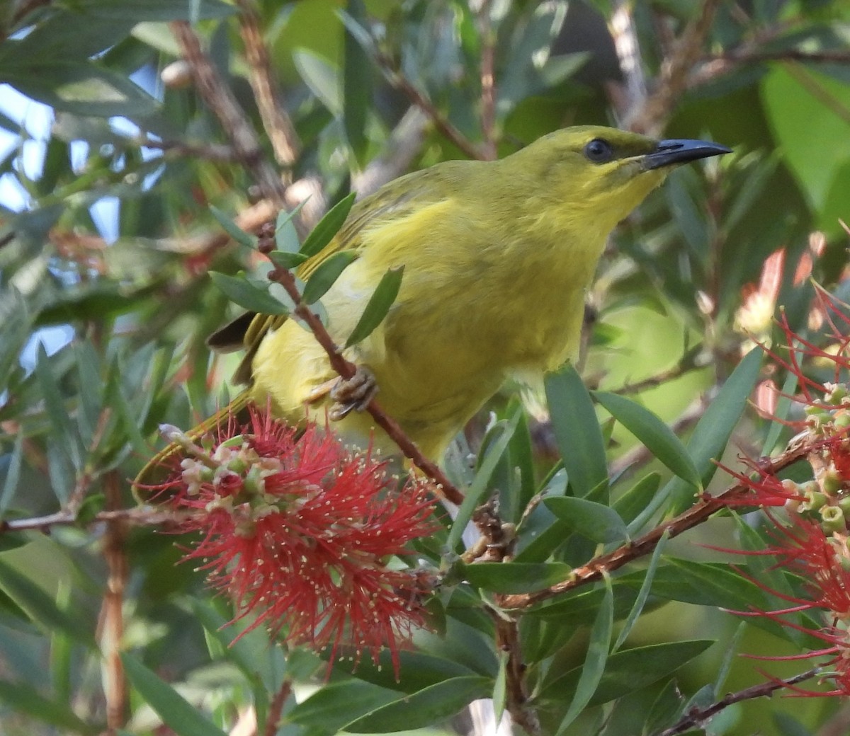 Yellow Honeyeater - ML624243600