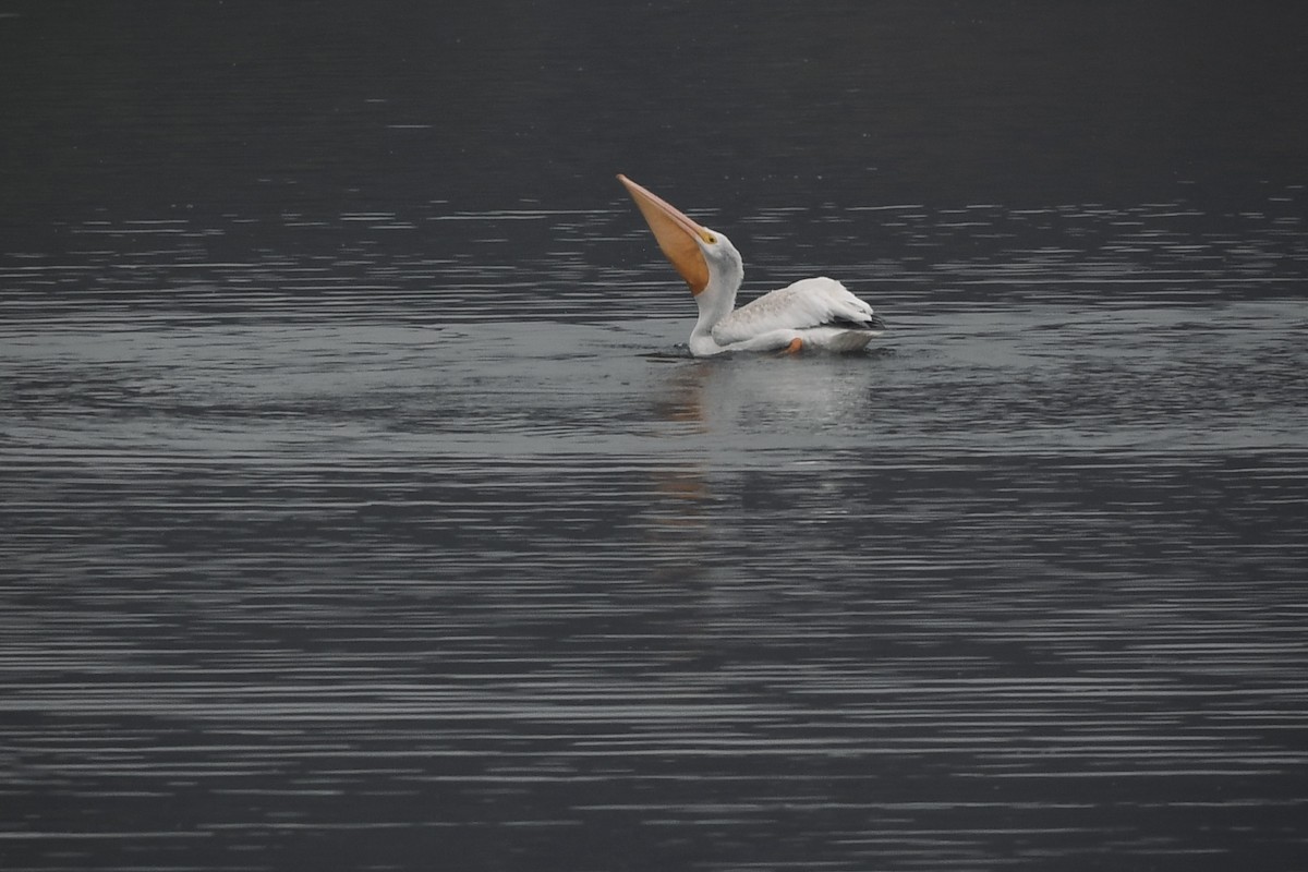 American White Pelican - ML624243601