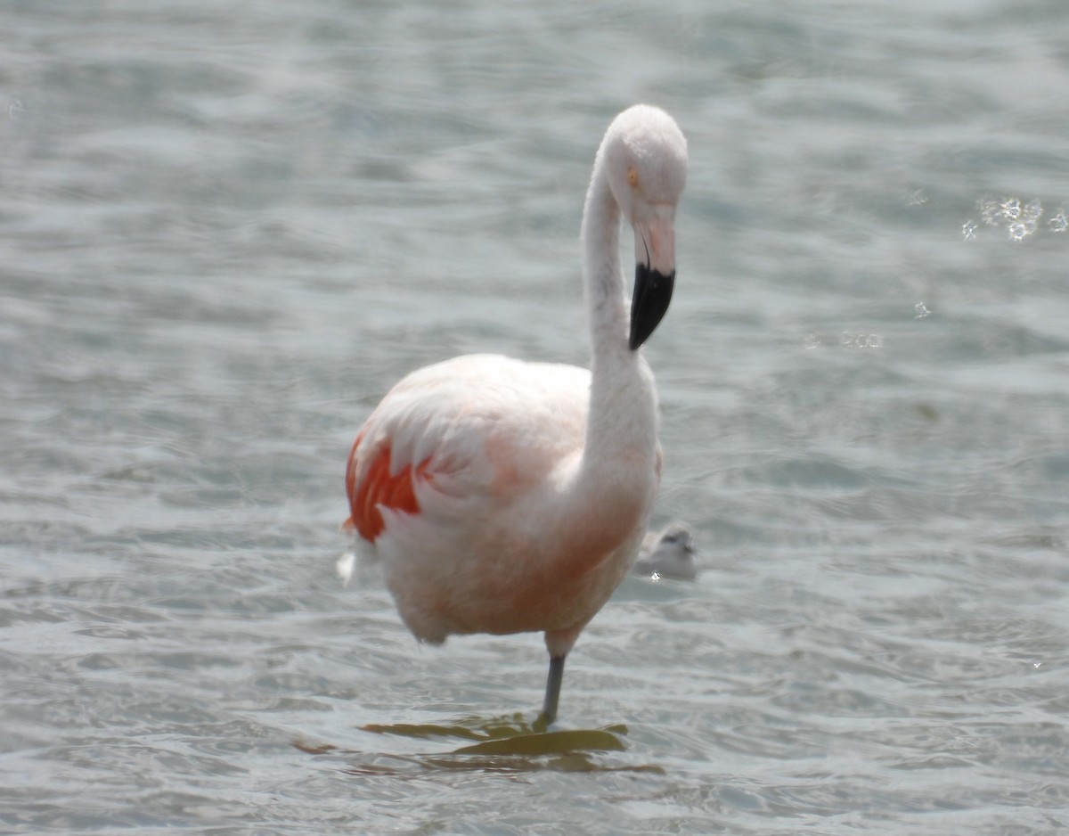 Chilean Flamingo - Edgardo Oscar Pic