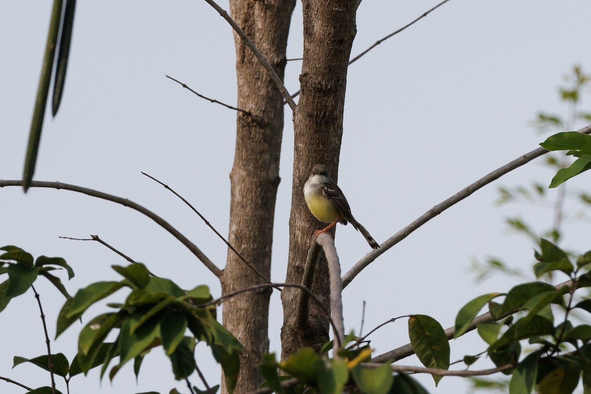 Bar-winged Prinia - ML624243609