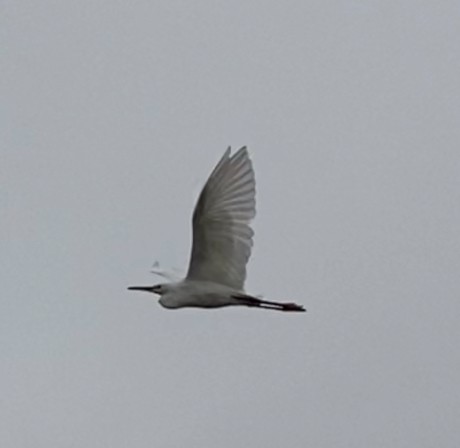 Great Egret - Rafael Guzman