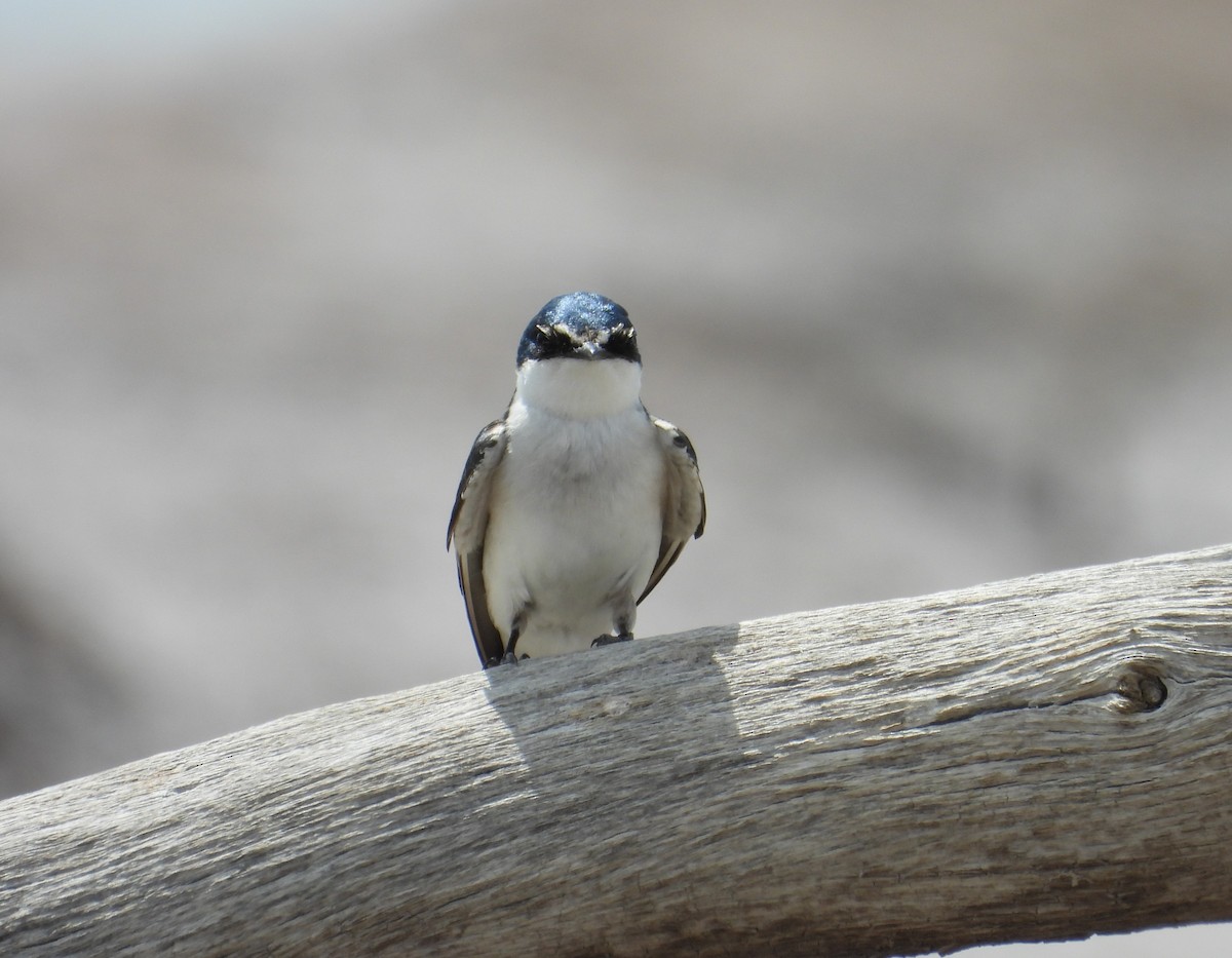 White-rumped Swallow - ML624243654