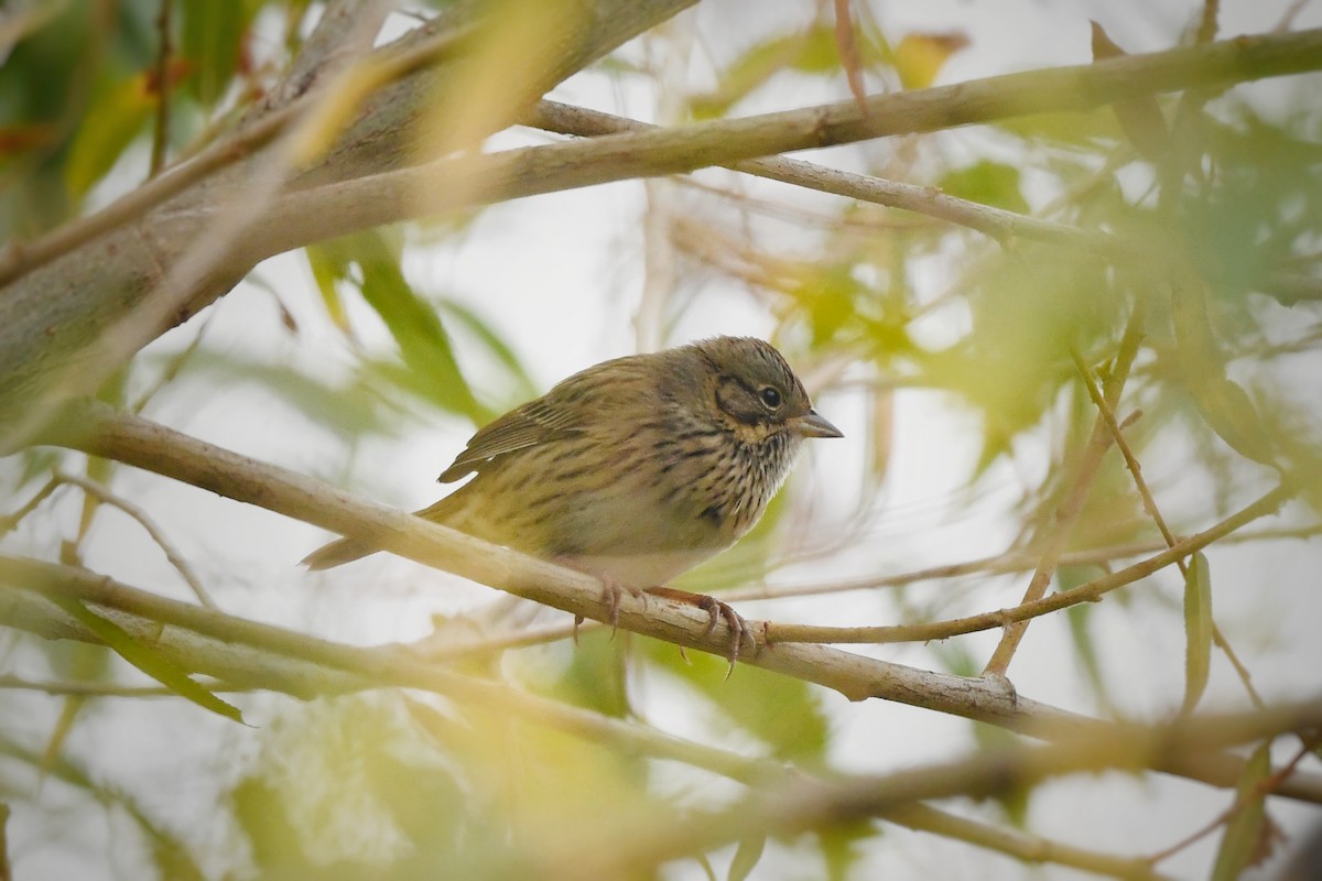 Lincoln's Sparrow - ML624243656