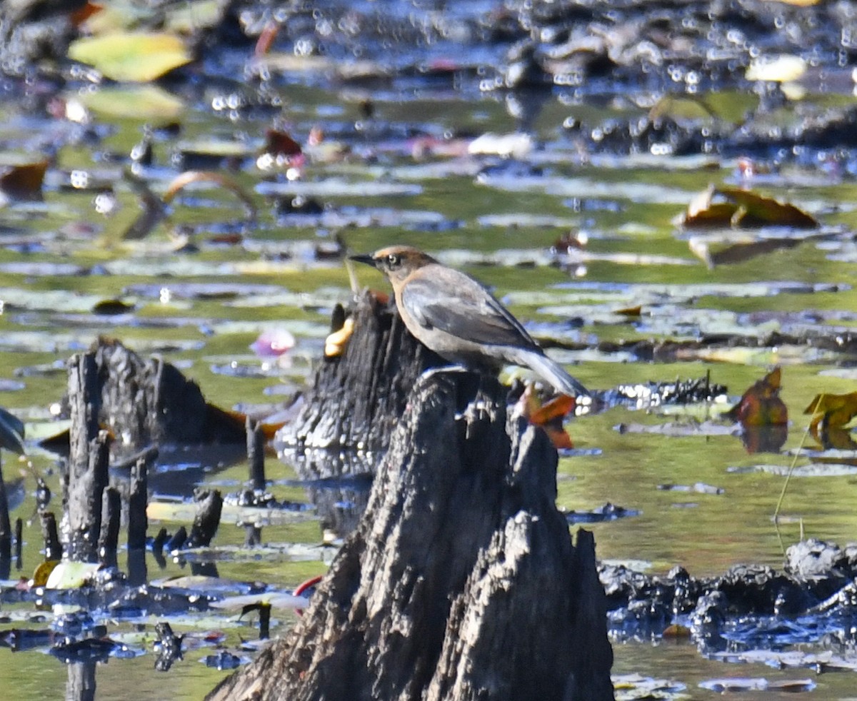 Rusty Blackbird - ML624243661