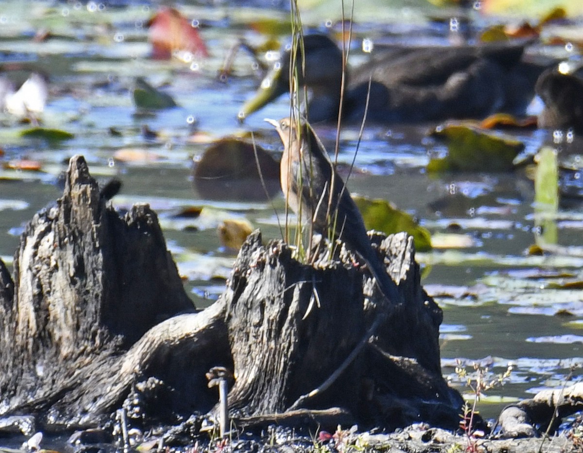 Rusty Blackbird - ML624243662