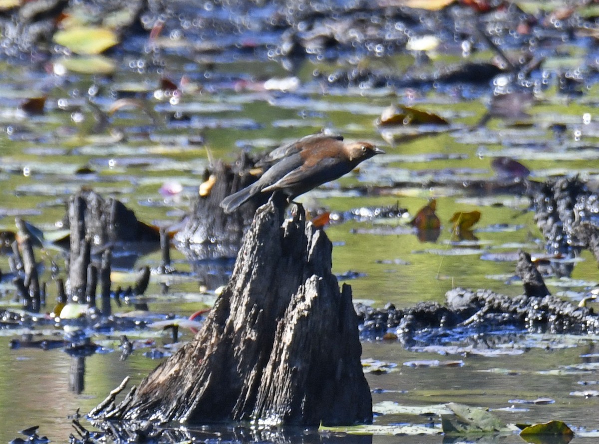 Rusty Blackbird - ML624243663