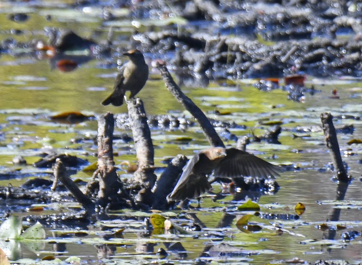 Rusty Blackbird - ML624243664