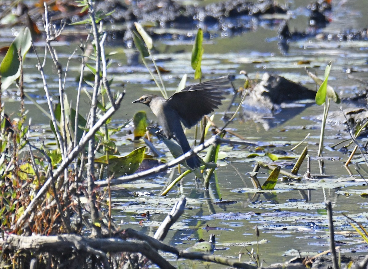 Rusty Blackbird - ML624243665