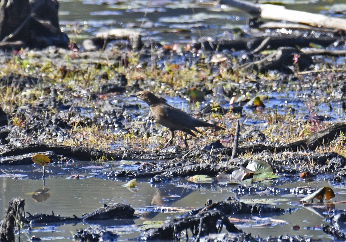 Rusty Blackbird - ML624243666