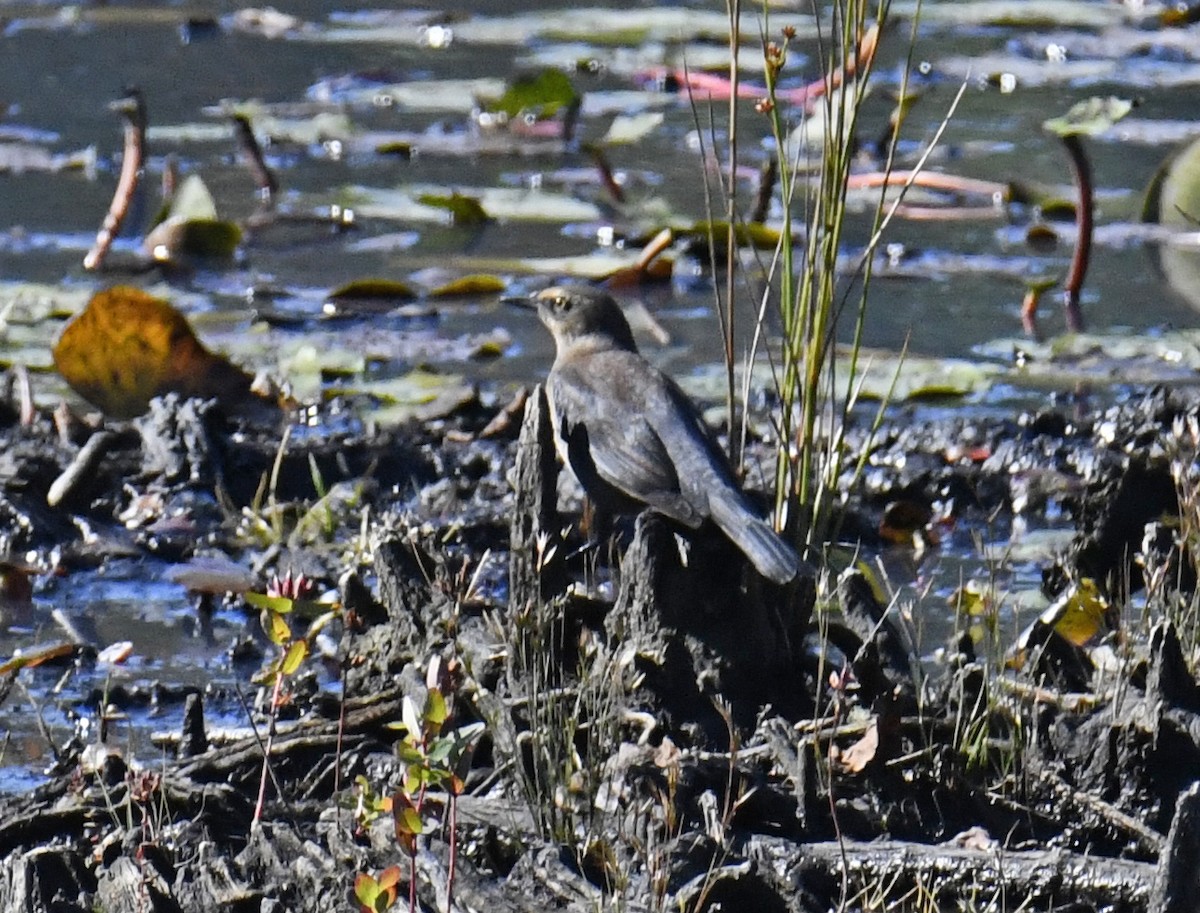 Rusty Blackbird - ML624243668