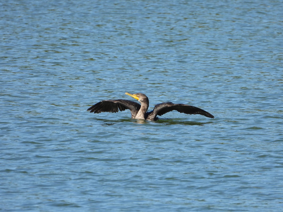 Double-crested Cormorant - ML624243669