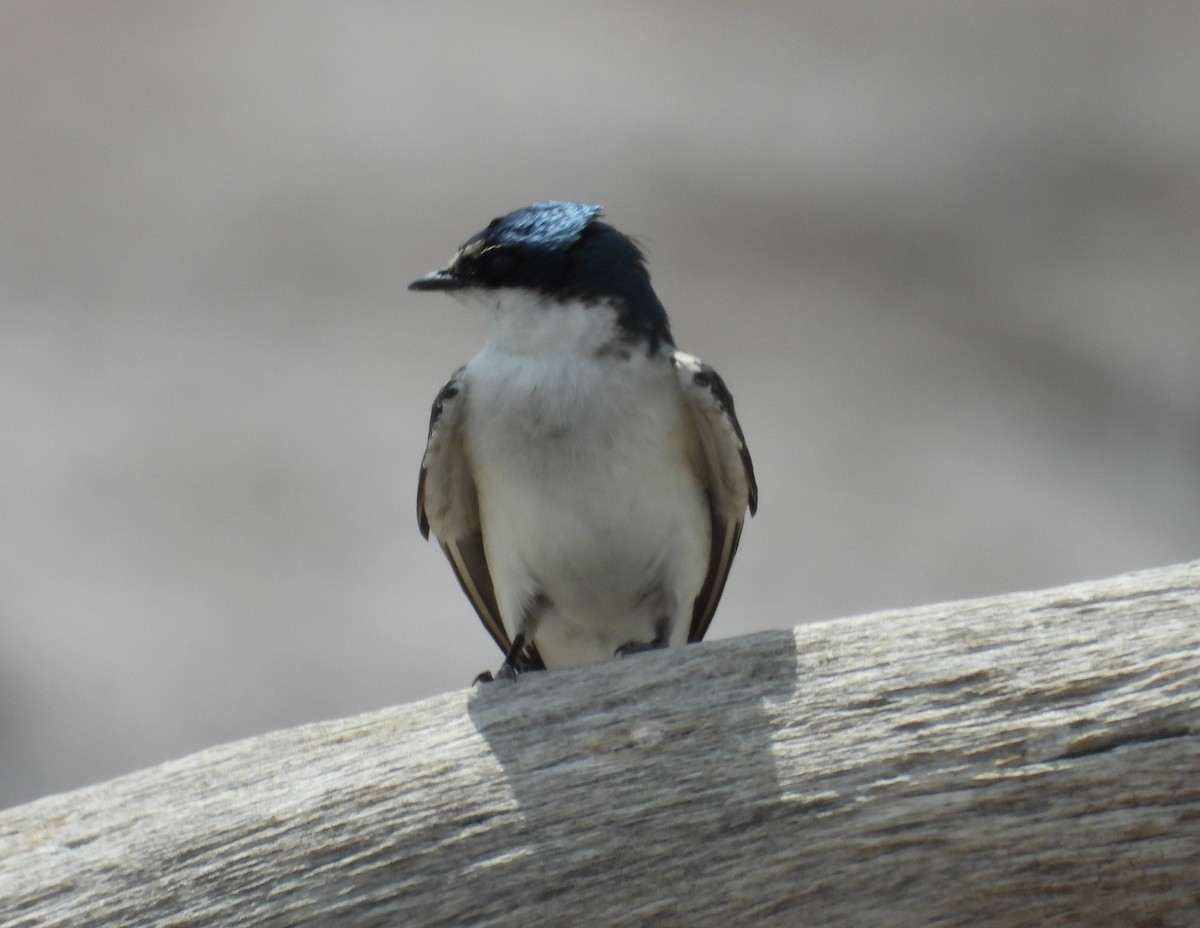 White-rumped Swallow - ML624243673