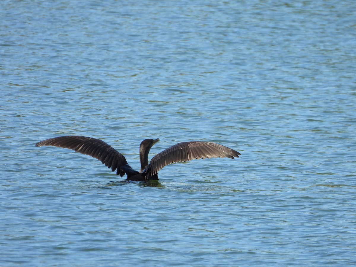 Double-crested Cormorant - ML624243680