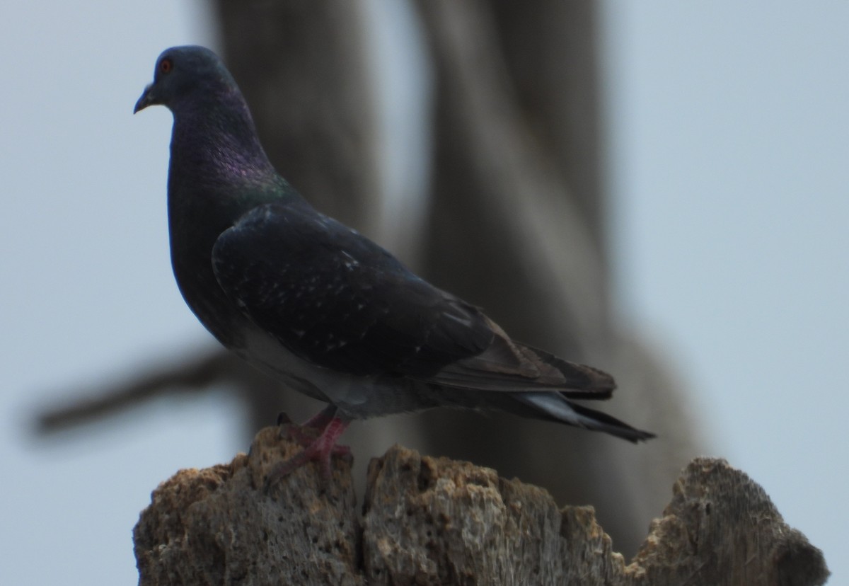 Rock Pigeon (Feral Pigeon) - ML624243700