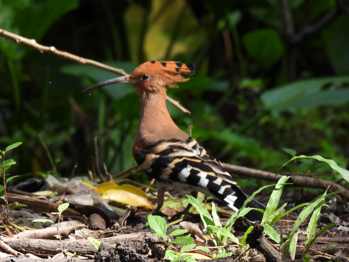 Eurasian Hoopoe (Eurasian) - ML624243726