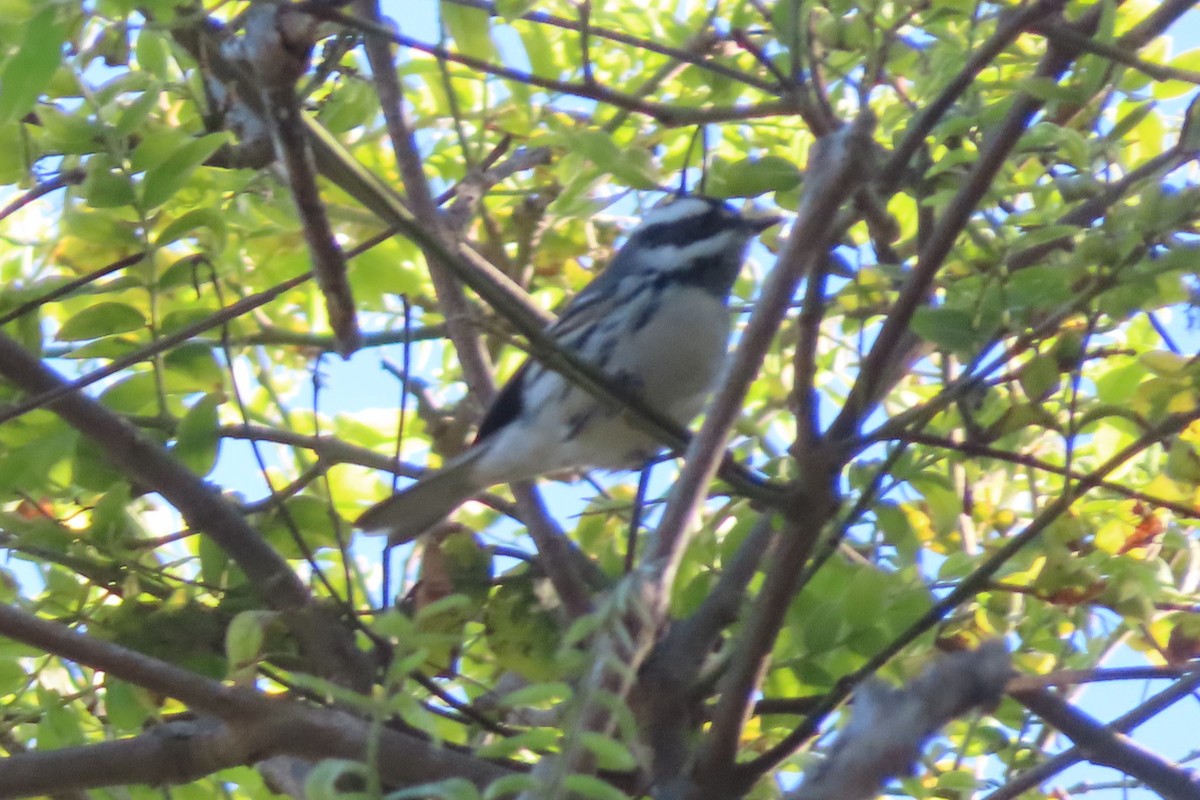 Black-throated Gray Warbler - ML624243731