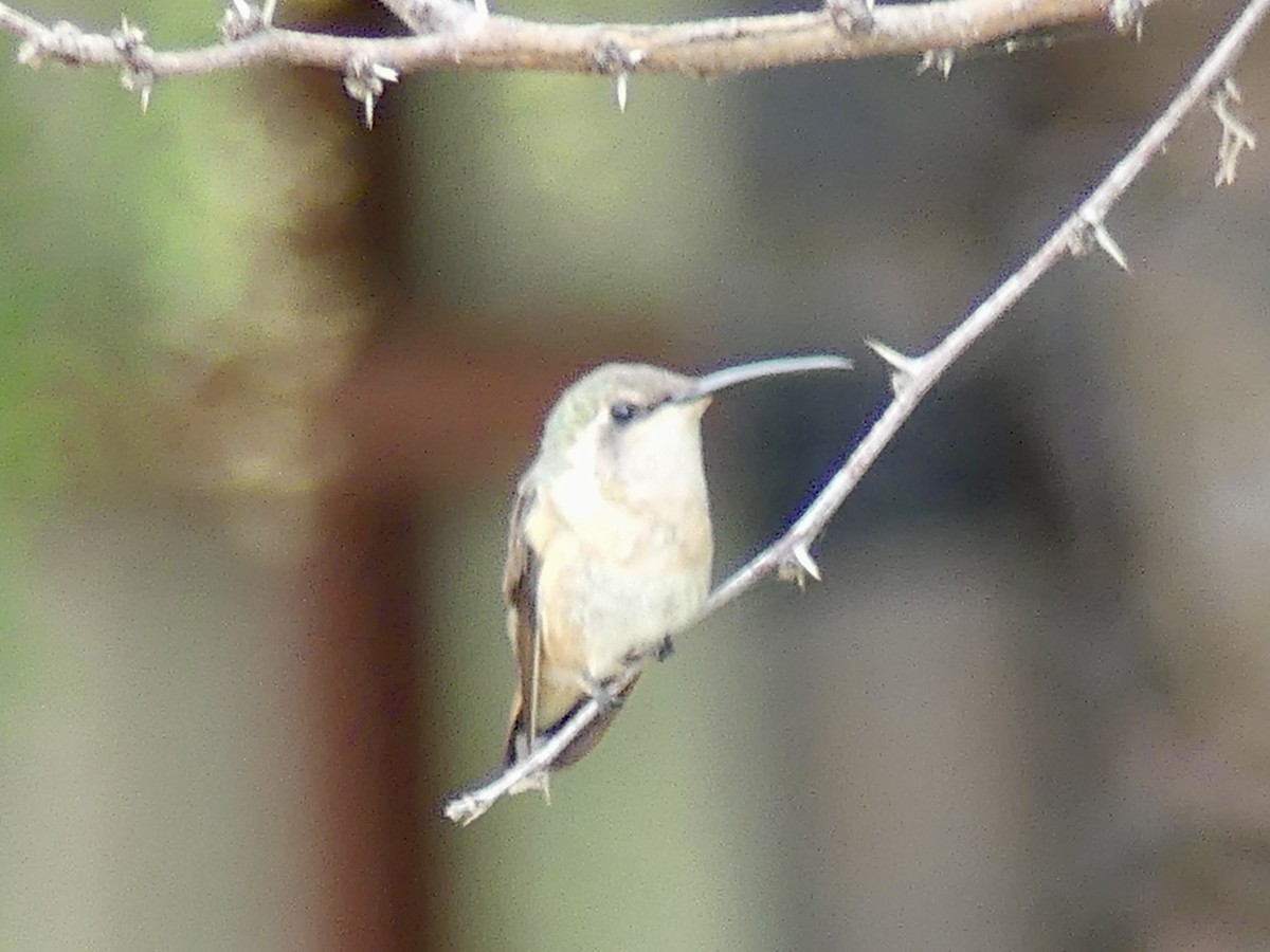 Lucifer Hummingbird - Paul Bentinck