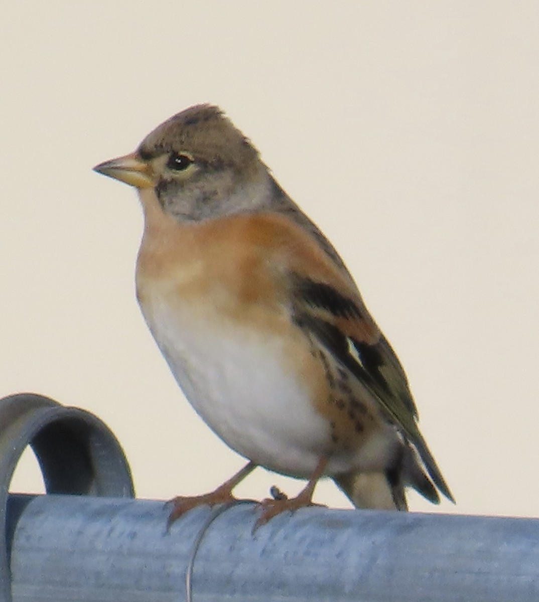 Brambling - ML624243747