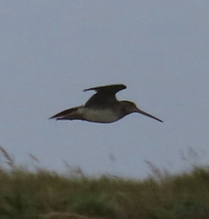 Wilson's Snipe - ML624243755