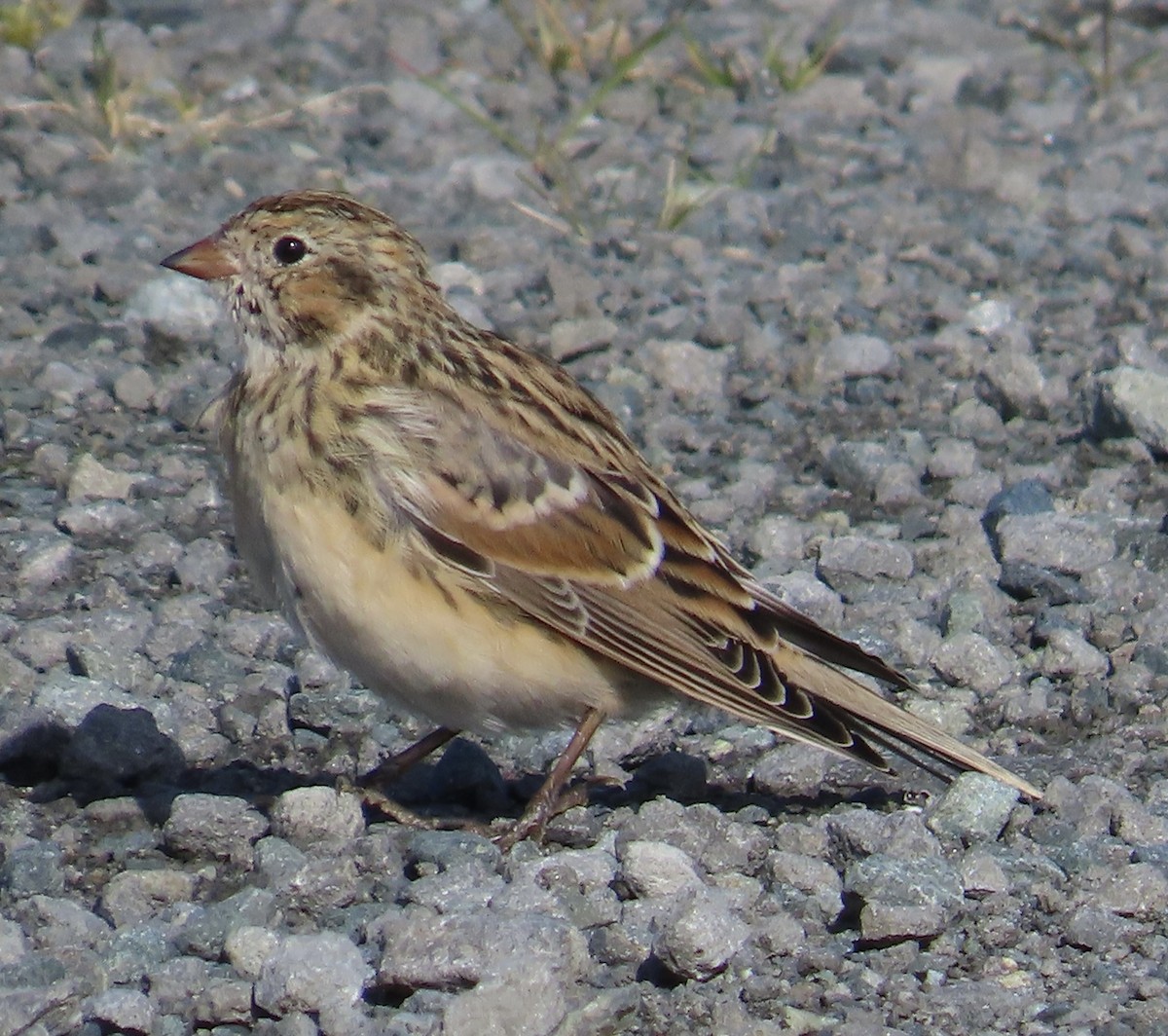 Lapland Longspur - ML624243772